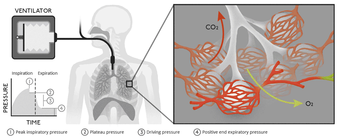 Biology of ventilation