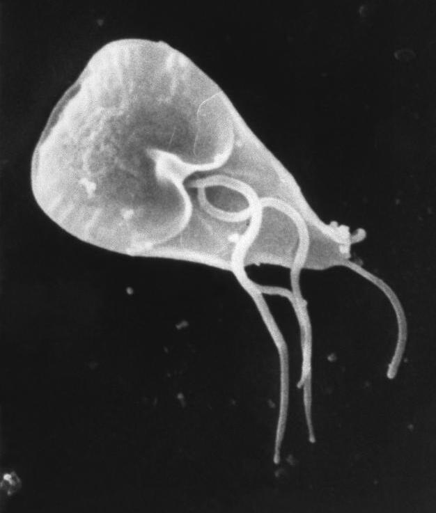 Giardia lamblia SEM image