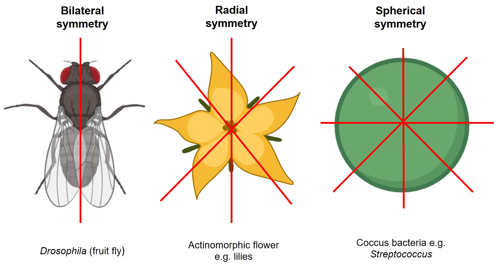 Diagram comparing bilateral, radial, and spherical symmetry