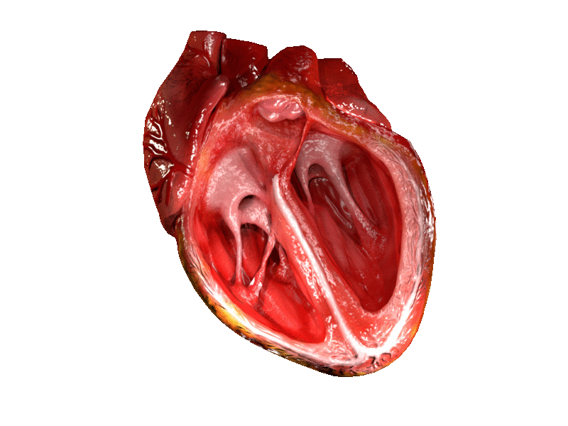 Animation of a beating heart