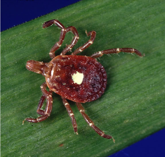 Tick