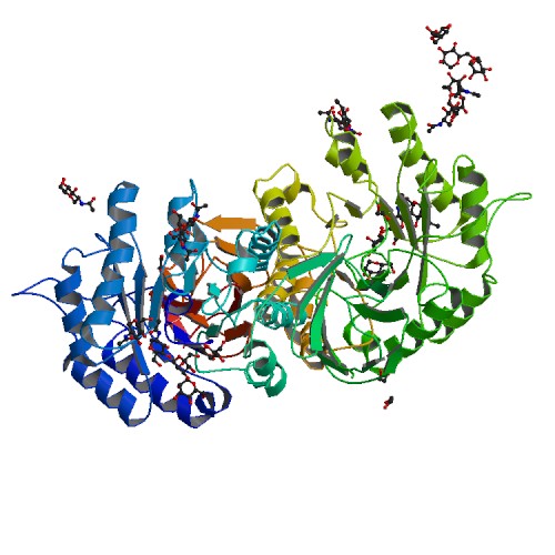 GLA protein structure