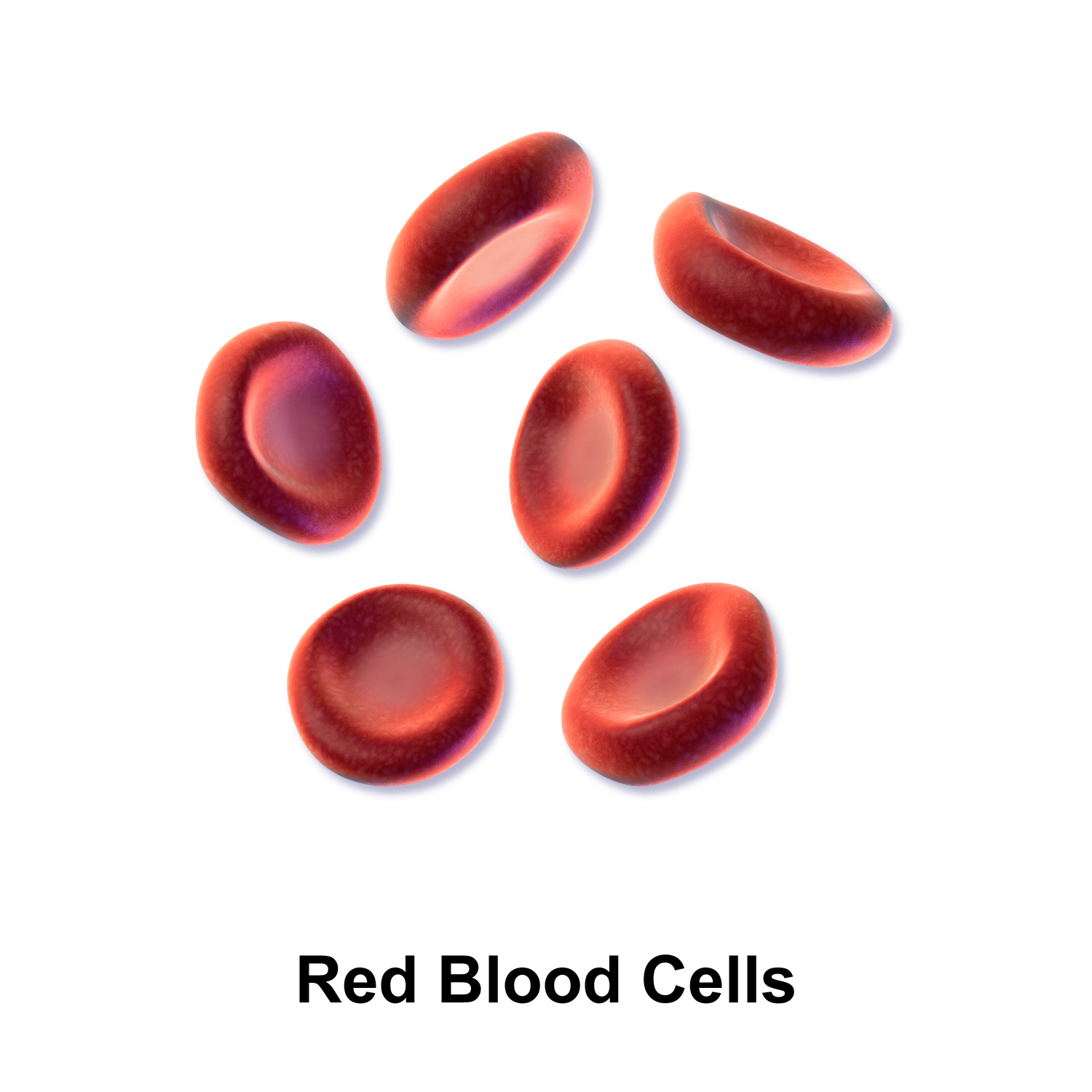 Red blood cells