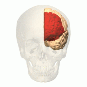 Animation of the prefrontal cortex