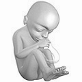 20 Weeks Pregnant