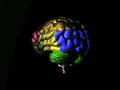 Animated brain in color