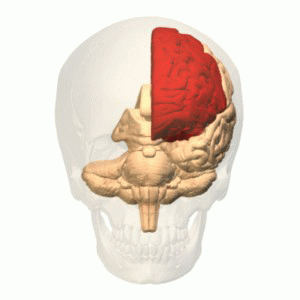 Frontal Lobe Anatomy