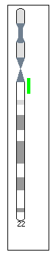 Diagram showing the duplication on chromosome 22