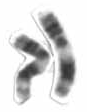 Chromosome 11