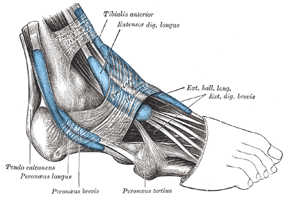 File:Gray53.png
