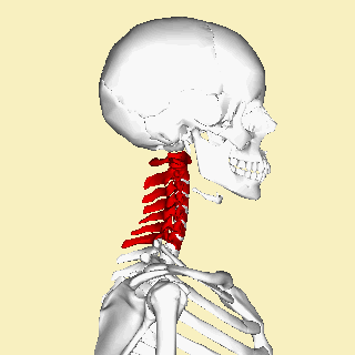 Animation of cervical vertebrae