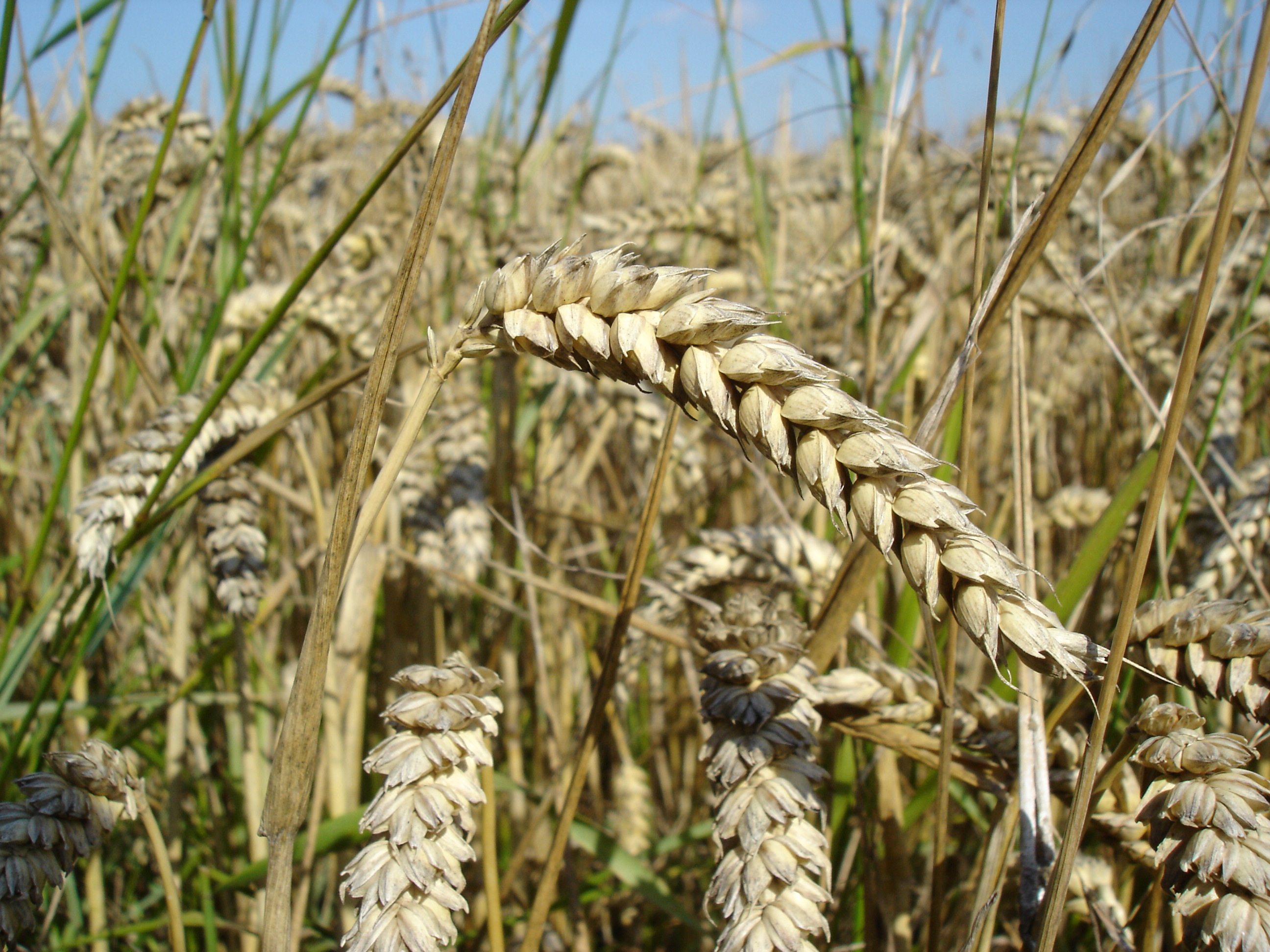 Close-up of wheat