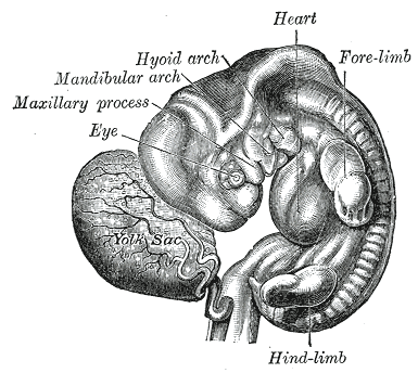 File:Gray52.png