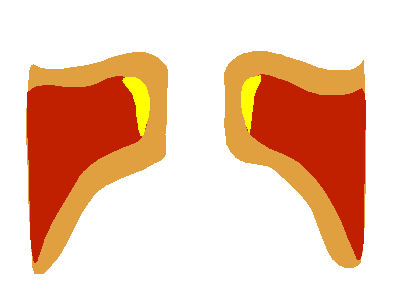 Animation of vocal fold movement