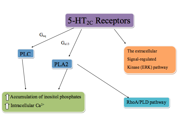 5-HT2C_receptor_pathway