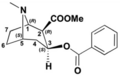 Cocaine positions tropane-ring only