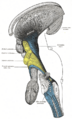 Lateral lemniscus