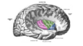 Insula structure