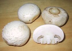 Champignon_Mushroom
