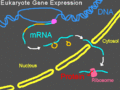 Gene Expression
