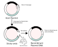 Recombinant formation of plasmids