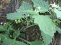 Solanum nigrum leaves, flowers, and fruits