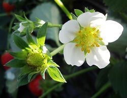 Strawberry flower