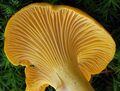 Chanterelle