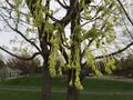 Sugar maple flowers