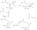 Carboxypeptidase A catalyzed proteolysis