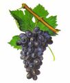 Carignan