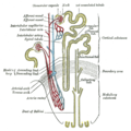 Diagram of kidney showing the afferent arterioles.