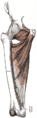The femoral artery