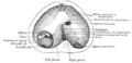 Central tendon of diaphragm - Image 2