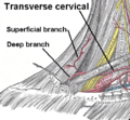 Superficial and deep branches of the transverse cervical veins
