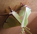 Luna moth mating