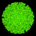 Alphavirus
