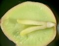 Ginkgo embryo and gametophyte