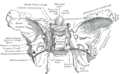 Sphenoidal lingula - Image 1