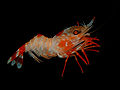 Heterocarpus ensifer