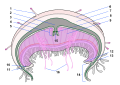 Cross-section of a jellyfish showing the gastrovascular cavity