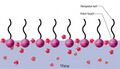 Surfactant