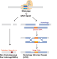 DNA Repair Mechanism