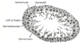 Gray's Anatomy illustration