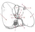 Illustration of liver and gallbladder