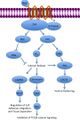 Paracrine_signaling