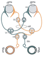 Three neuron arc diagram