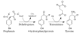 Tyrosine biosynthesis pathway