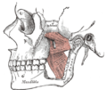 Gray's Anatomy illustration of the pterygomandibular space