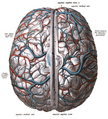 Superior sagittal sinus
